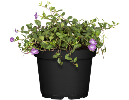 Vinca minor 'Atropurpurea' Vinca minor 'Atropurpurea'