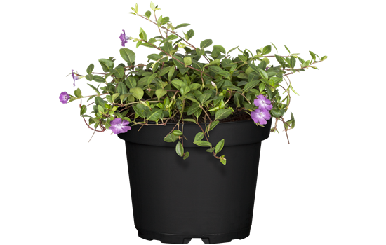 Vinca minor 'Atropurpurea' Vinca minor 'Atropurpurea'