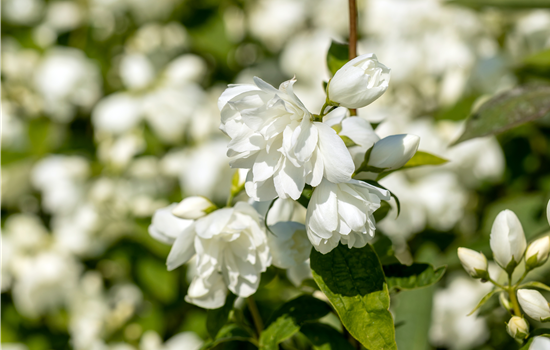 Philadelphus 'Schneesturm'