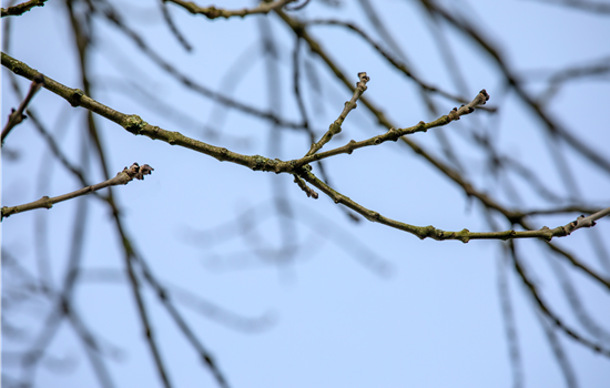 Fraxinus excelsior