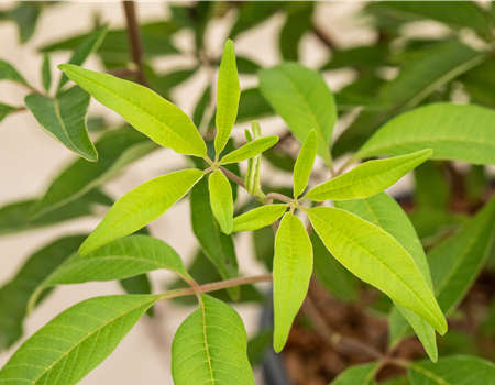 Vitex agnus-castus 'Blue Diddley'