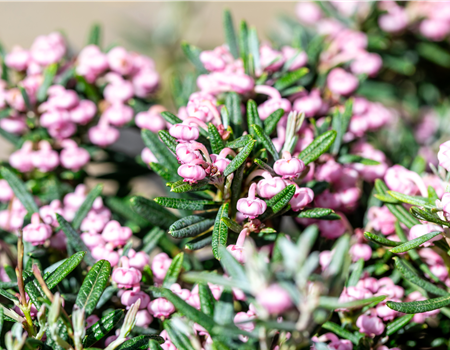 Andromeda polifolia 'Blue Ice'
