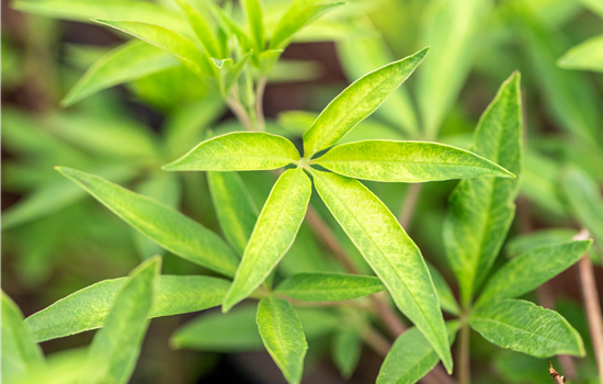 Vitex agnus-castus 'Pink Pinnacle