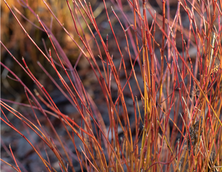 Cornus sericea 'Firedance'