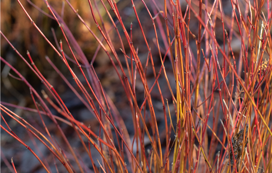 Cornus sericea 'Firedance'