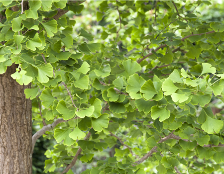 Ginkgo biloba