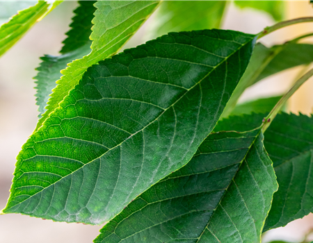 Prunus avium 'Burlat'