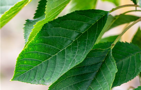 Prunus avium 'Burlat'