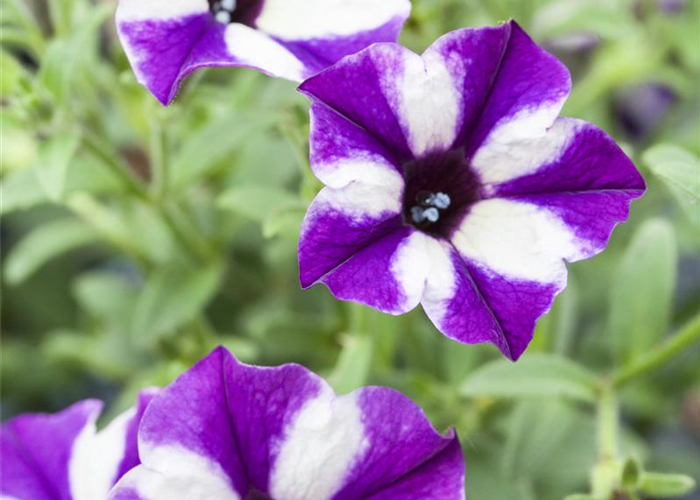 Petunien für Terrasse und Garten