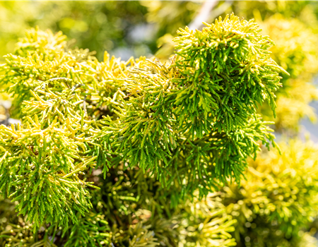 Juniperus chinensis 'Plumosa Aurea'