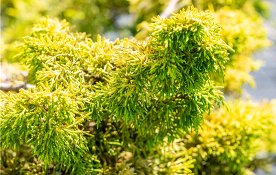 Juniperus chinensis 'Plumosa Aurea'