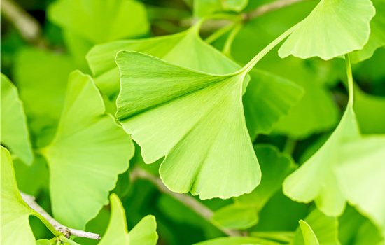 Ginkgo biloba 'Fastigiata'