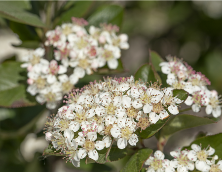 Aronia melanocarpa 'Nero'