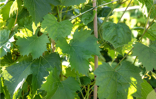 Vitis 'Regent'