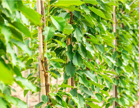 Prunus avium 'Hedelfinger Riesenkirsche'