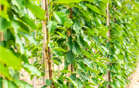 Prunus avium 'Hedelfinger Riesenkirsche'