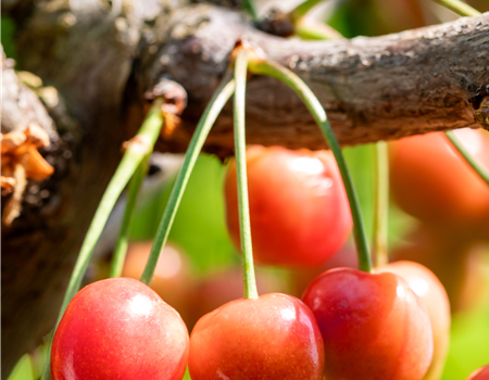 Prunus avium 'Lapins'
