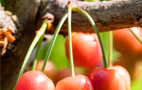 Prunus avium 'Lapins'