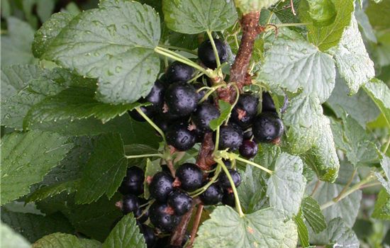 Ribes nigrum 'Titania'
