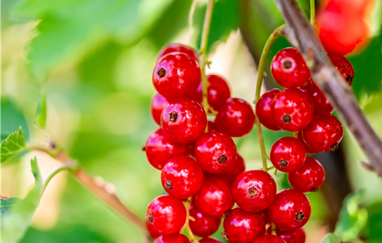 Ribes rubrum 'Jonkheer van Tets' Ribes rubrum 'Jonkheer van Tets'