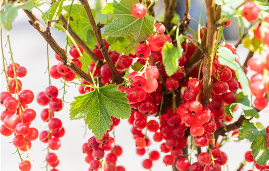 Ribes rubrum 'Rolan' Ribes rubrum 'Rolan'