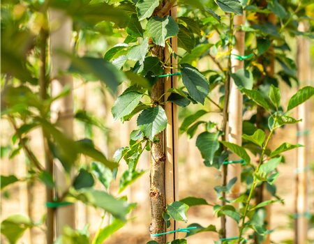 Prunus cerasus 'Morellenfeuer'