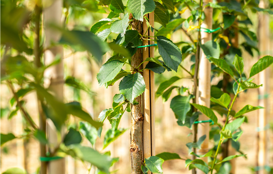 Prunus cerasus 'Morellenfeuer'