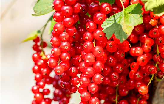 Ribes rubrum 'Rovada' Ribes rubrum 'Rovada'