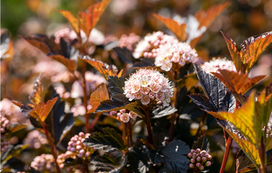 Physocarpus opulifol. 'Tiny Wine'