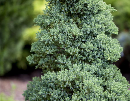 Juniperus procumbens 'Nana'