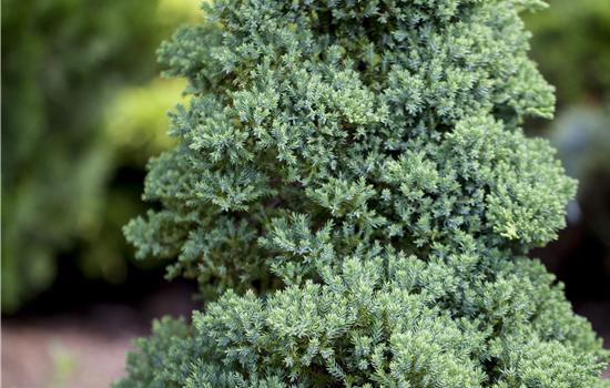 Juniperus procumbens 'Nana'