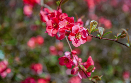 Chaenomeles spec. 'Pink Storm'