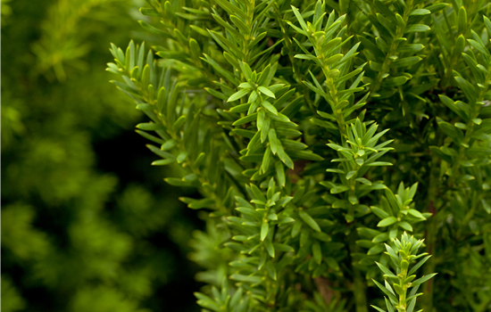 Taxus media 'Hillii'