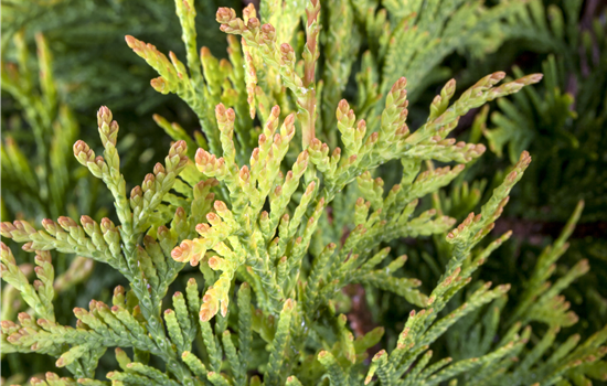Thuja occidentalis 'Sunkist'
