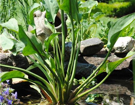 Alisma plantago-aquatica