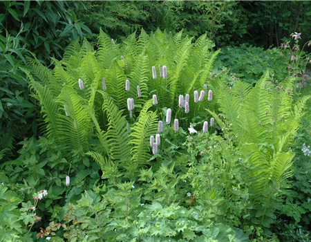 Bistorta officinalis