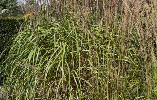 Phragmites australis