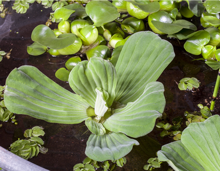 Pistia stratiotes