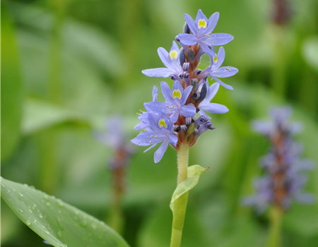 Pontederia cordata