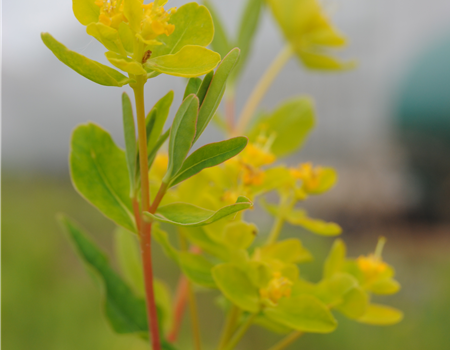 Euphorbia palustris
