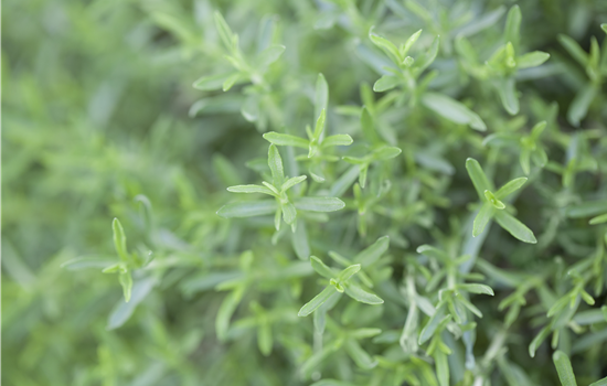 Preslia cervina Preslia cervina