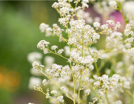 Filipendula ulmaria