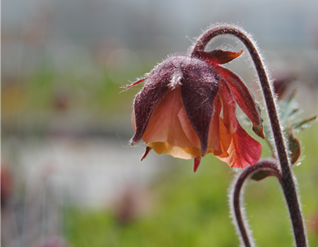 Geum rivale