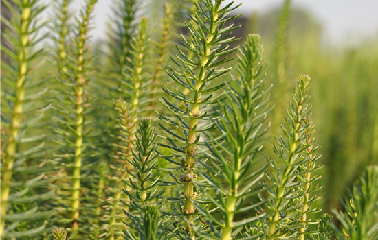 Hippuris vulgaris
