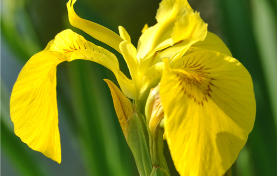 Iris pseudacorus