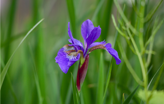 Iris setosa