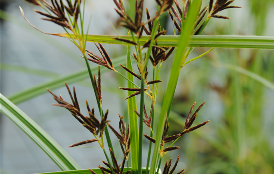 Cyperus longus Cyperus longus