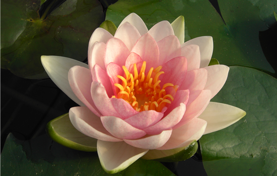 Nymphaea 'Gonnère'