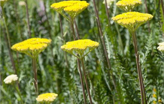 Achillea filipendulina 'Parkers Varietät' Achillea filipendulina 'Parkers Varietät'