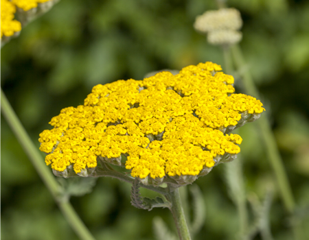 Achillea filipendulina 'Summer Gold' Achillea filipendulina 'Summer Gold'